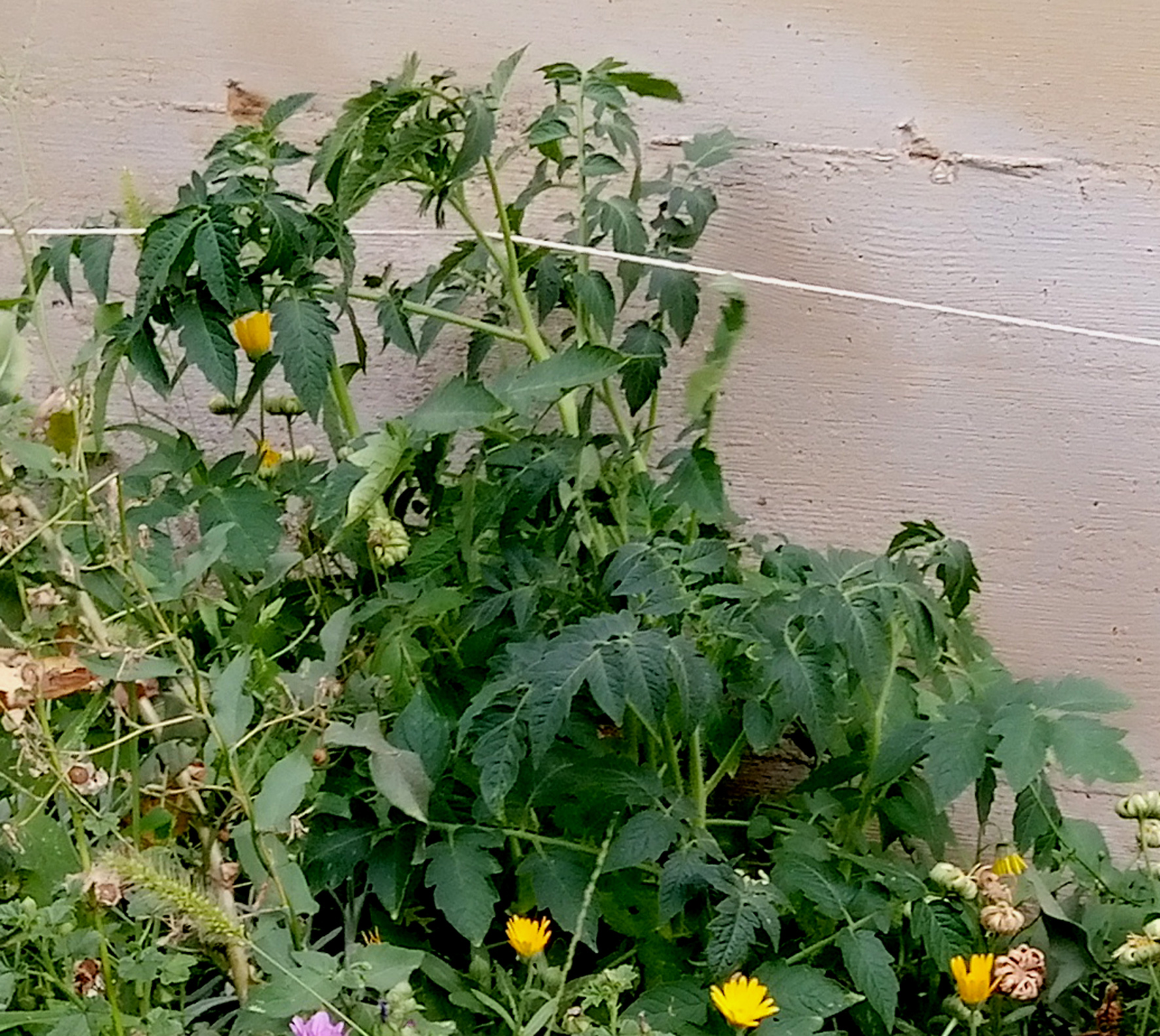 SOLANUM LYCOPERSICUM L.  L. - pomodoro